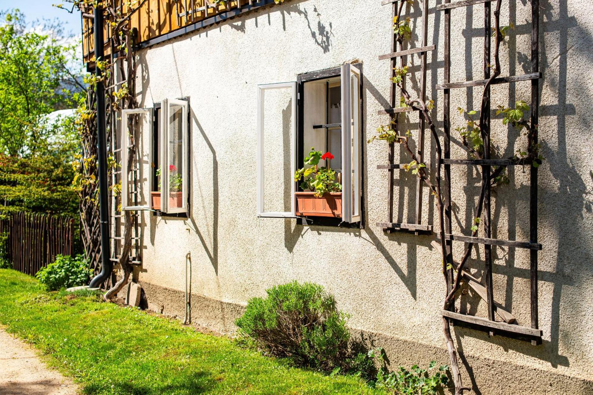 House, Garden And A Green Cat بليد المظهر الخارجي الصورة