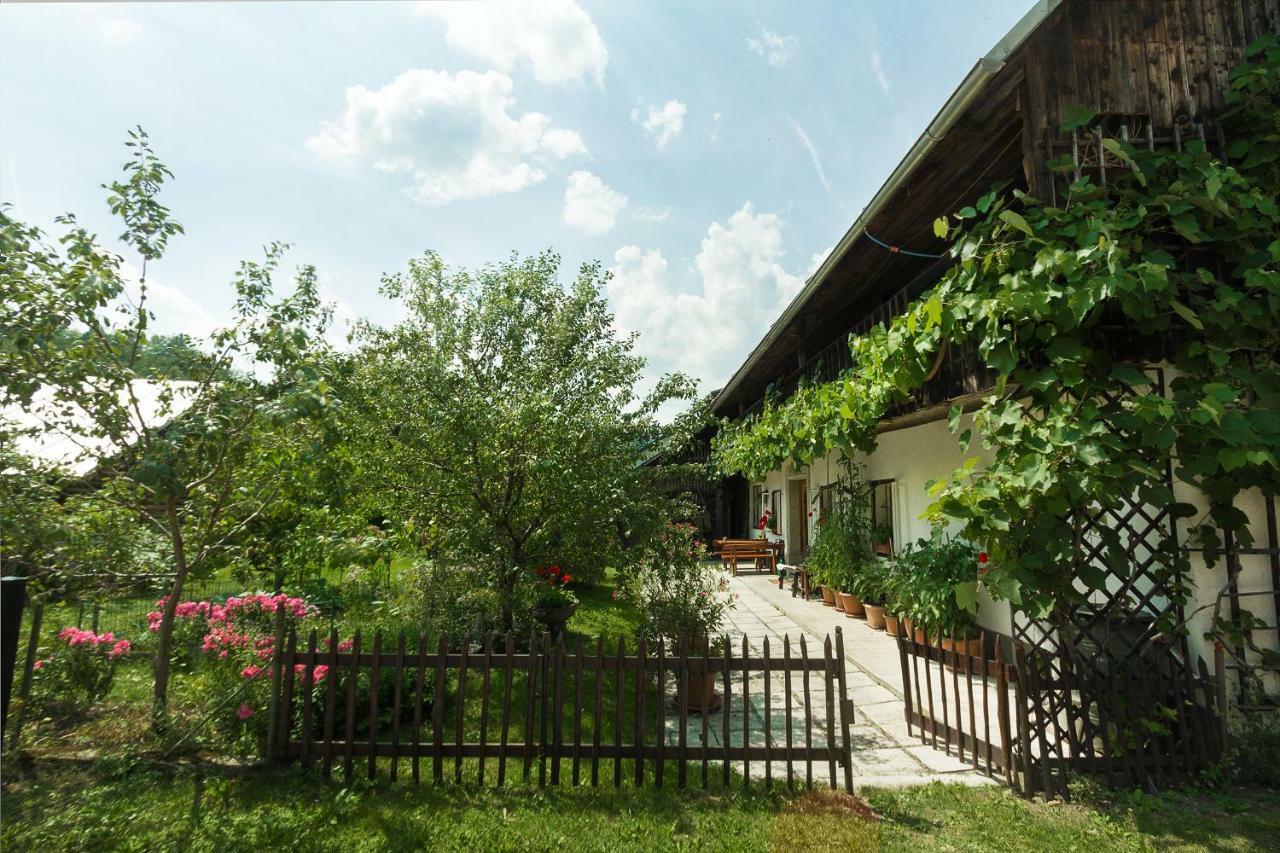 House, Garden And A Green Cat بليد المظهر الخارجي الصورة