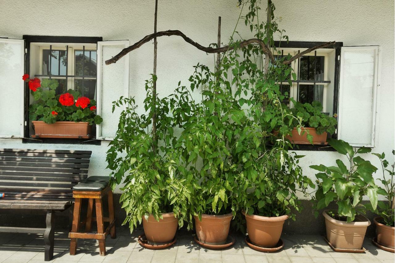 House, Garden And A Green Cat بليد المظهر الخارجي الصورة